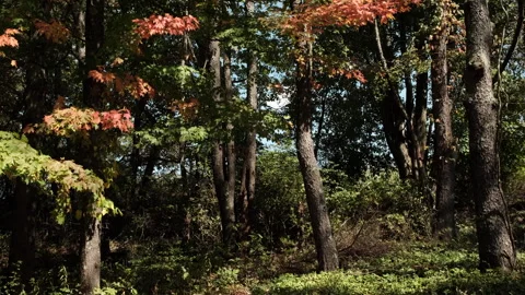 Early fall woods Stock Footage 285228970