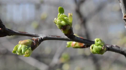 Early flowering branch of apple-tree Stockbeeldmateriaal 36763562