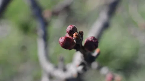 An early flowering branch is apricots Stock Footage 36763598
