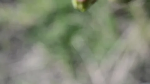 Early flowering branch of cherry Video stock 36763652