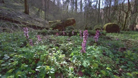 Early flowers in the forest in springtime Stock Footage 267003148
