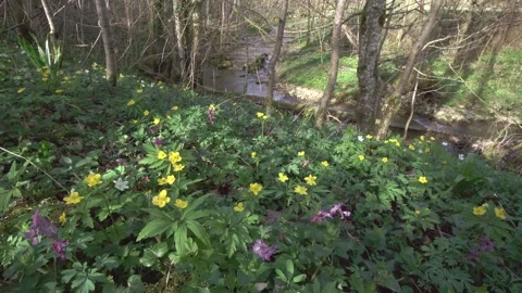 Early flowers in the forest in springtime Stock Footage 267003168