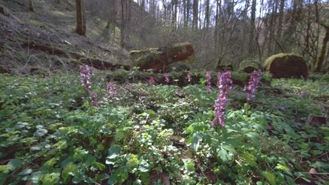 Early flowers in the forest in springtime (slide) Stock Footage 267003150