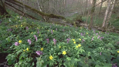 Early flowers in the forest in springtime (slide) Stock Footage 267003177