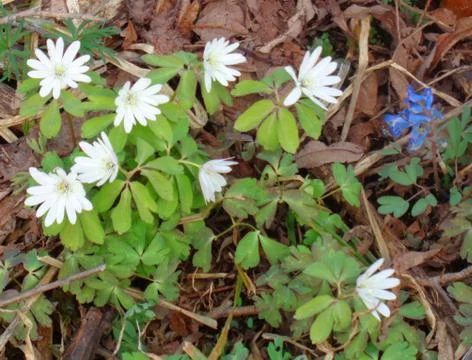 Early flowers Stock Photos