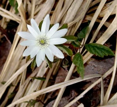 Early flowers Stock Photos