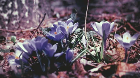 Early Flowers in Spring Garden Stock Footage 116506601