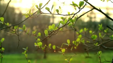Early foliage Stock Footage 10895228