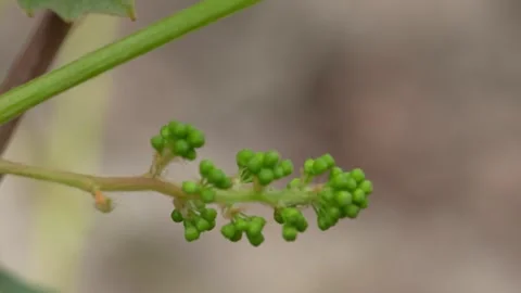 Early Grape Fruit Development on a Green Vine Vídeo Stock 347994363