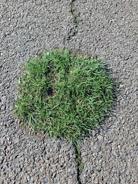 Early grass breaks through the asphalt Foto stock