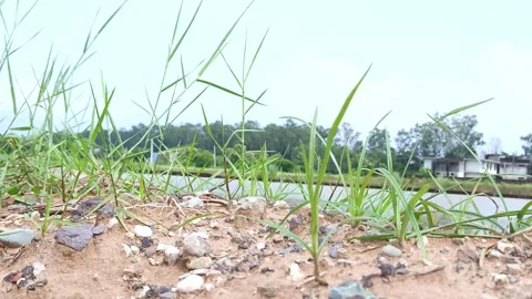 Early Grass Sprouts in Dry Soil Stock-Footage 343909466