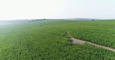 Early green corn fields. Blue sky during the day. spring 2019 year Stock Footage 124901887
