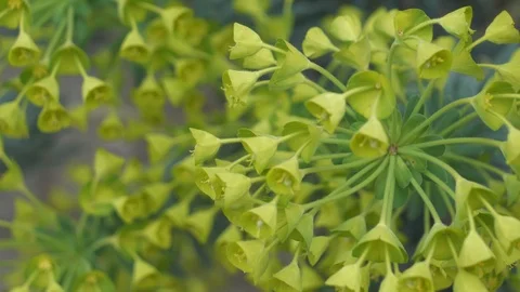 Early green flowers. Stock Footage 104012708