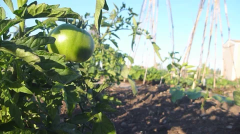 Early Growth Tomato Video stock 39409080