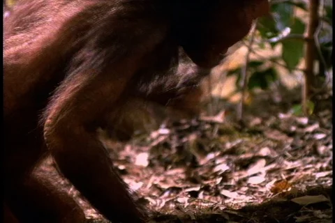 An early human, using a horn or a stick as a tool, digs in the woods for food. Stock Footage 86752589