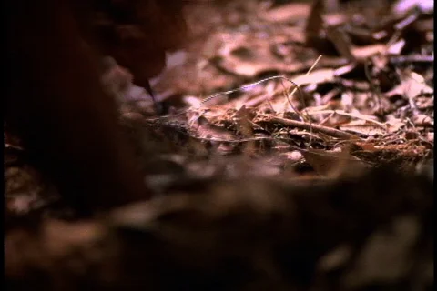 An early human, using a horn as a tool, digs in the woods for food. Stock Footage 86752593