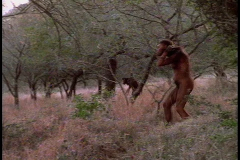 Early humans reenactment walk out from trees to plain Stock Footage 86752425