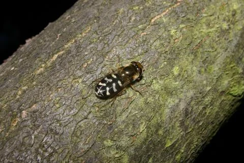 Early large forehead hoverfly  (scaeva selenitica) Foto stock