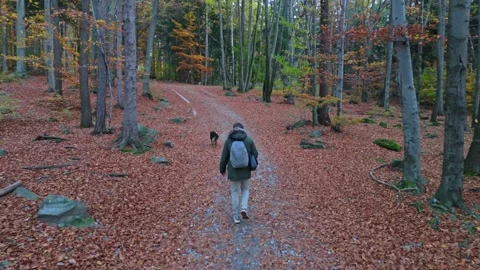In the early light of the forest, a man and his German Shepherd tread softl.. Stock Footage 258648697