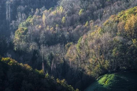 Early light on the forest Stock Photos