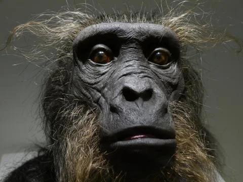 Early man Foto stock