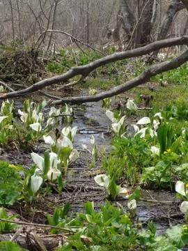 Early marsh flowers Stock Photos