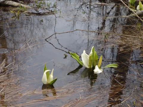 Early marsh flowers Stock Photos