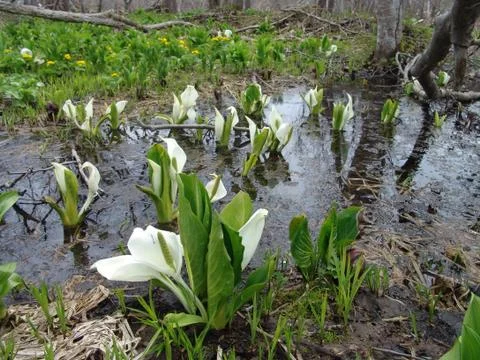 Early marsh flowers Stock Photos