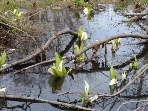 Early marsh flowers Stock Photos