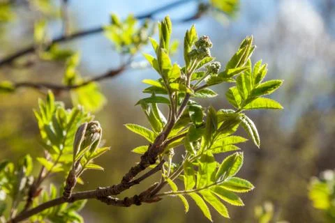 In early may, from the swollen buds on the trees appear the first leaves and Stock Photos