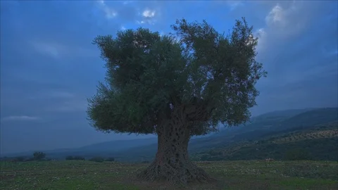 Early Morning Ancient Olive Tree, Galilee, Israel Time Lapse Stock Footage
