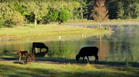 Early Morning Angus Cattle Drinking from Pond Vídeo Stock 44559617