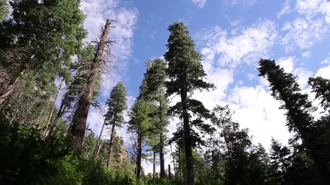 Early morning clouds over pine trees Stock Footage 93995986