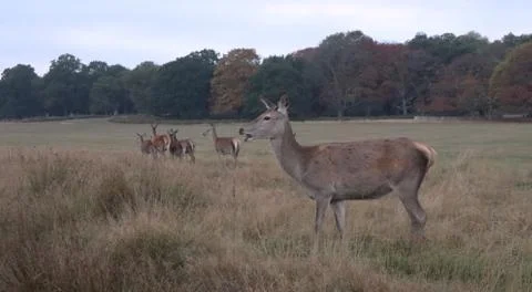 Early morning deer encounter in Richmond Park Stock Photos
