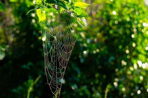 Early morning. dew drops on the cobweb, spider's nest above the cobweb Stock Photos