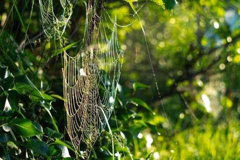 Early morning. dew drops on the cobweb Stock Photos
