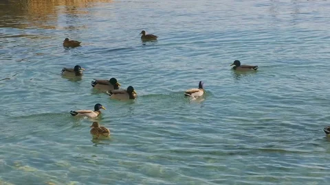 Early morning ducks in water mallorca Stock Footage
