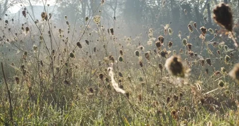 Early morning in the fields. Cold late October morning fog, 4k Stock Footage 142797738
