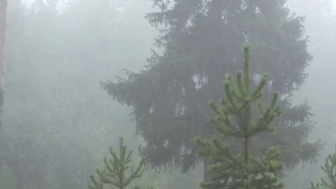 Early morning forest. clouds and fog Stock Footage 80233024