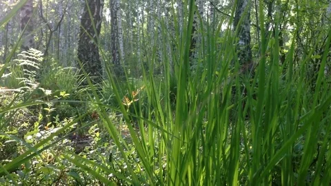 Early morning in forest 動画素材 79714866