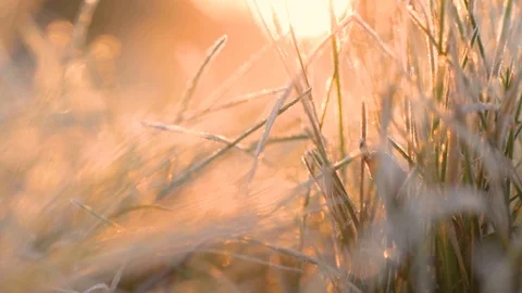 Early morning frost on grass at sunrise Stock Footage