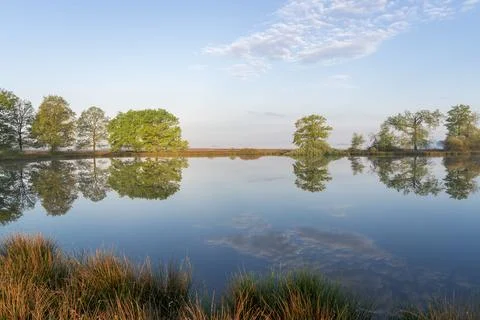 In the early morning a lake with a clear reflection of the trees. Stock Photos