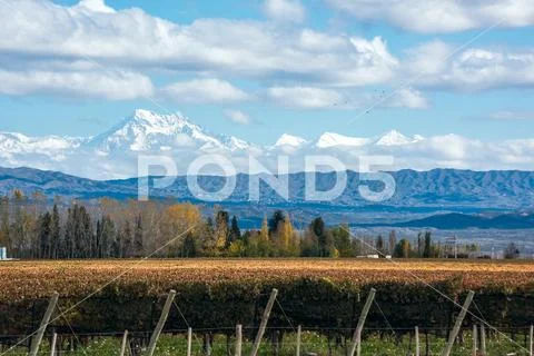 Early morning in the late autumn: Volcano Aconcagua Cordillera and Vineyard. Stock Photos