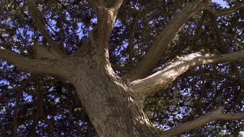 Early morning light shines down through tree branches Stock Footage 141618941