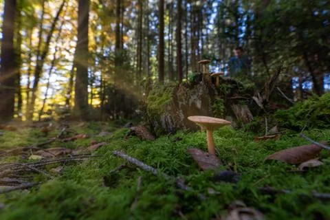 Early morning in a magic forest. A mushroom from low perspective growing in the Stock Photos
