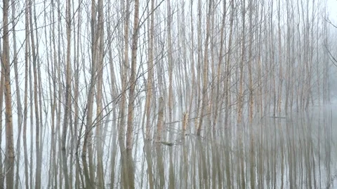 Early morning mist over the lake Stock-Footage 343843053
