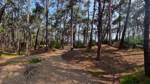 Early morning in the pine forest. Pull back shot Stock-Footage 310576409