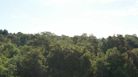 Early morning pull back from forest canopy Stock Footage 140627011