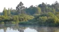 Early morning on the river with a lone tree and moving fog HD Footage