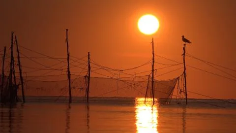 Early morning seagull silhouette at fishing nets Stock Photos